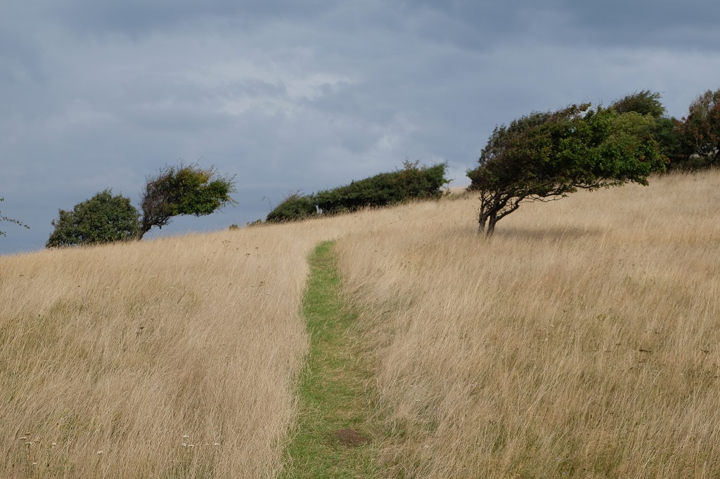 Vom Wind geformte Bäume auf Fyns Hoved