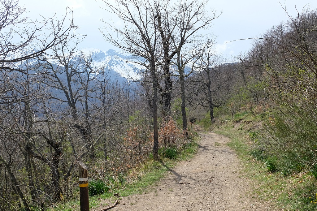 Zwischen die kahlen Äste hindurch erscheint dahinter ein Berghang, der im unteren Bereich mit Wald bewachsen ist. Oben sind die Hänge teils schneebedeckt