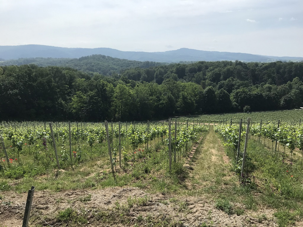 Im vorderen Bildteil zieht sich ein Weinberg den Hang hinab. Es schließt sich Wald an und Horizont sieht man Erhebungen des Odenwalds