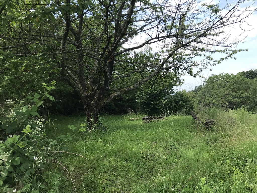 Auf einer kleinen Wiese stehen alte Holzbänke, die von hoch wachsendem Gras bedeckt werden. In der Mitte steht ein Baum mit dicken Baumstamm. Um die Wiese herum wachsen Bäume, vorne links Brombeersträucher