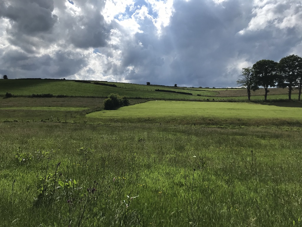 Das Foto ist zweigeteilt: in der unteren Hälfte sind verschiedene Grünland-Parzellen zu sehen, die sich im Farbton unterscheiden. In der oberen Bildhälfte sind unterschiedlich graue Wolken zu sehen. Vier Bäume bilden eine Baumreihe, die über den rechten Bildrand hinaus gehen.